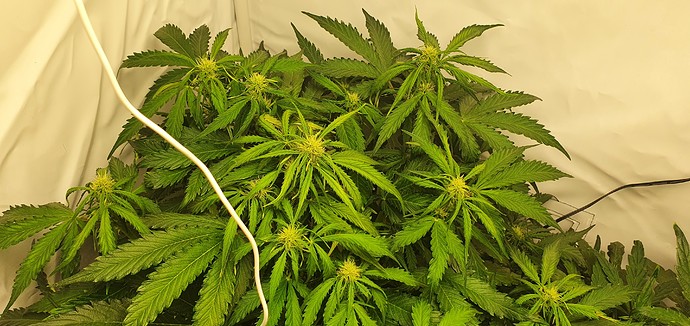 Growreport Bild 3