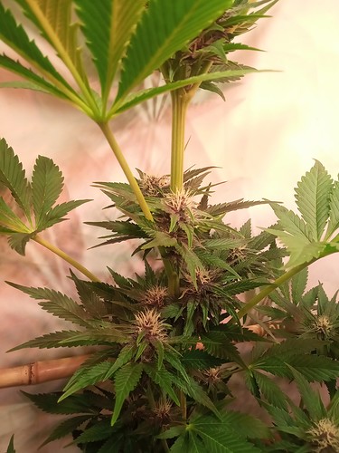 Growreport Bild 32