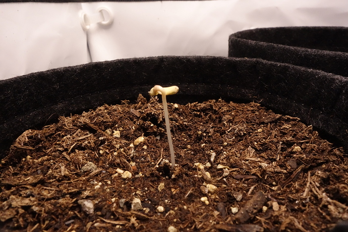 Growreport Bild 37