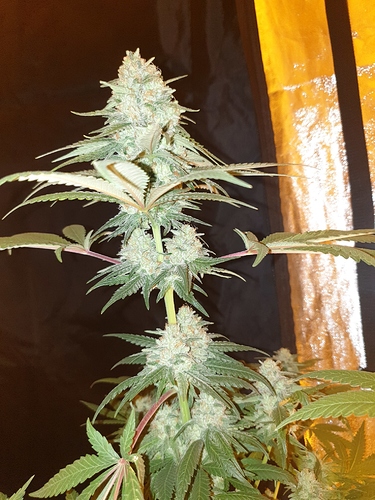 Growreport Bild 7