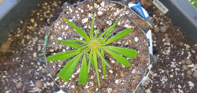 Growreport Bild 6