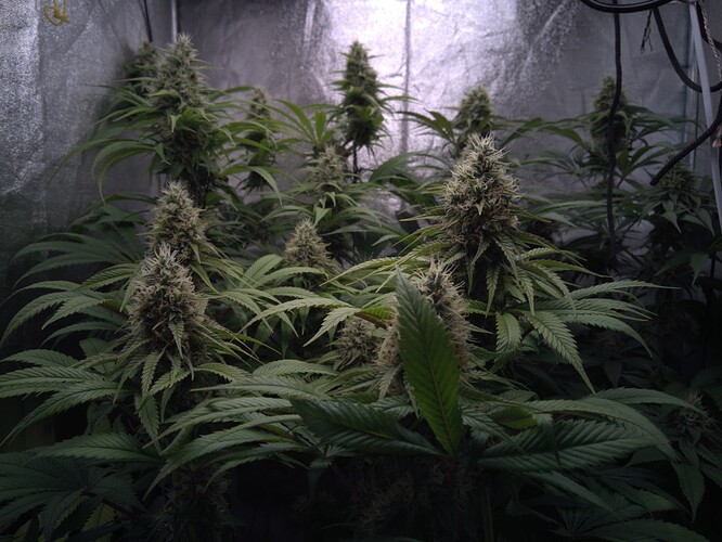 Growreport Bild 9