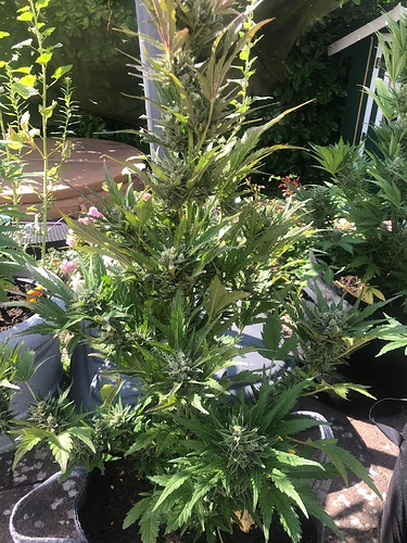 Growreport Bild 4