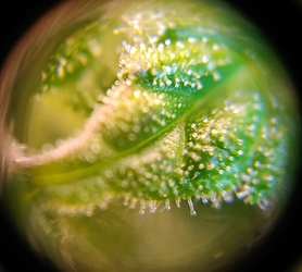 Growreport Bild 9
