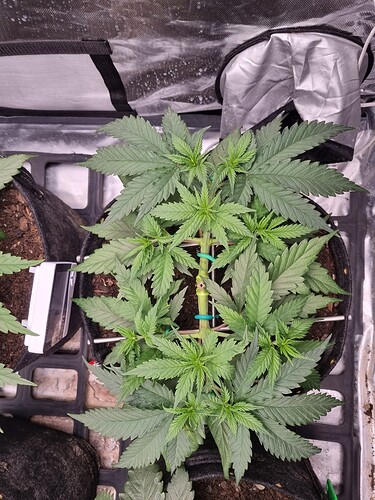 Growreport Bild 23
