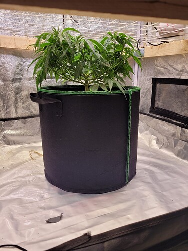 Growreport Bild 4