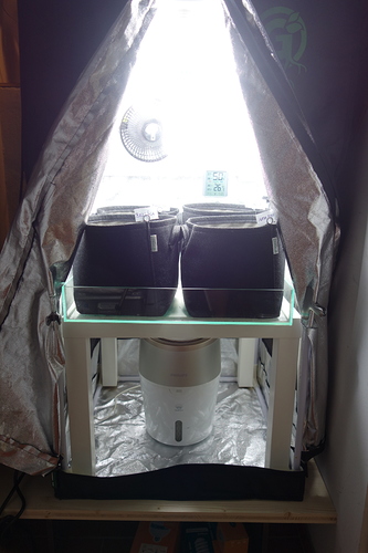 Vier Stofftöpfe stehen auf einem weißen Tisch in einem Growzelt. Über den Töpfen hängt eine Lampe, und ein Ventilator ist im Hintergrund zu sehen. Ein Luftbefeuchter steht unter dem Tisch.