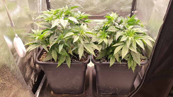 Growreport Bild 1