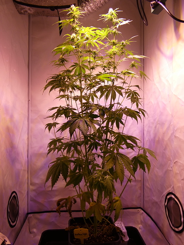 Growreport Bild 2