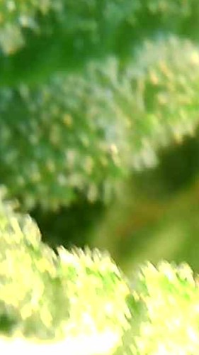 Growreport Bild 10