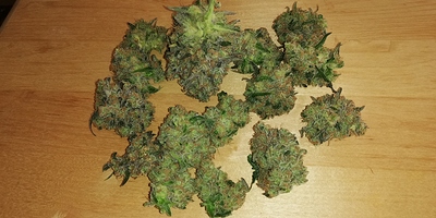 Growreport Bild 4