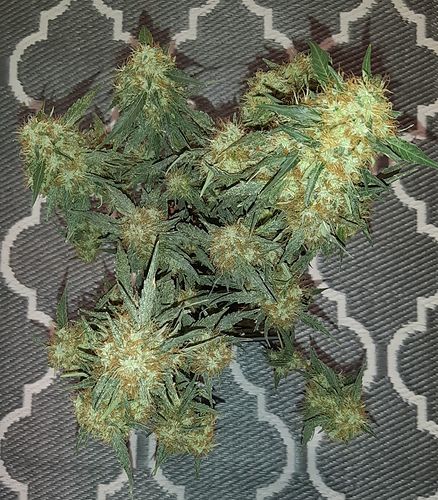 Growreport Bild 8