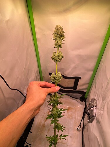 Growreport Bild 1