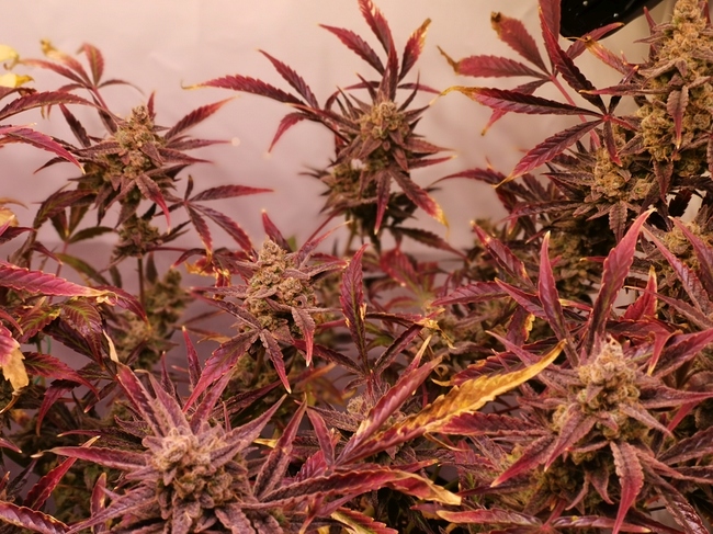 Growreport Bild 6