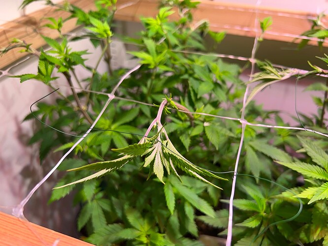 Growreport Bild 7