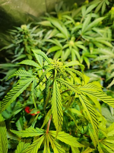 Growreport Bild 4