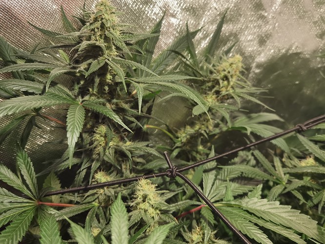 Growreport Bild 2