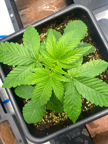 Growreport Bild 11
