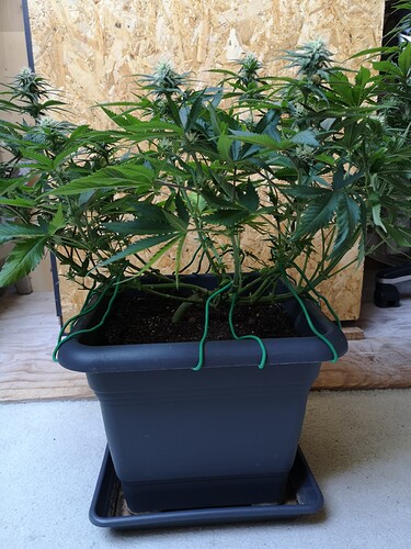Growreport Bild 6