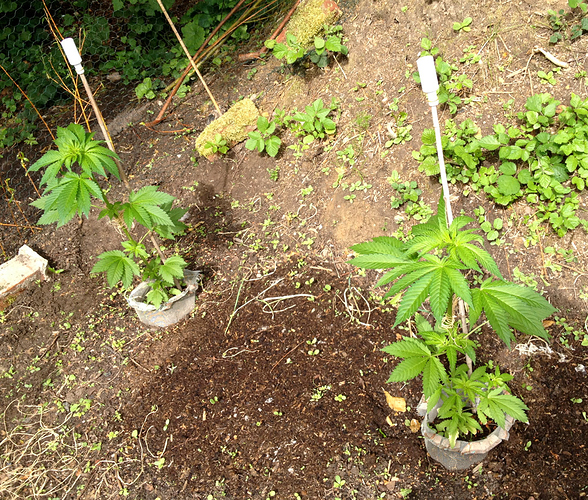 Growreport Bild 3