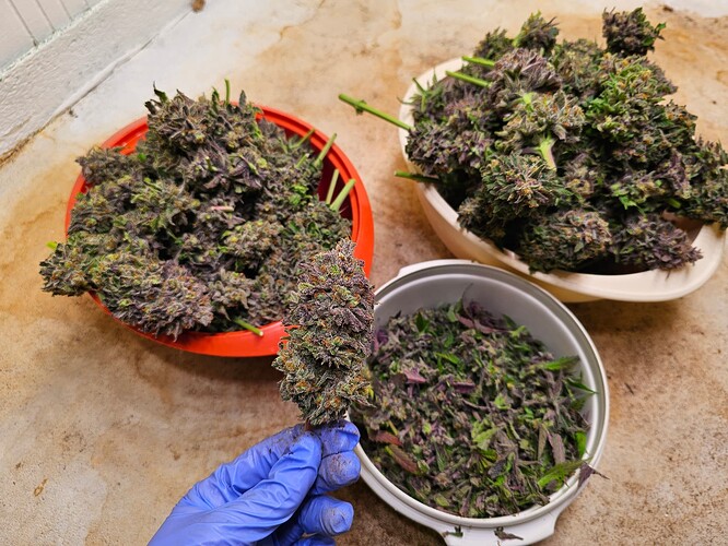 Growreport Bild 38