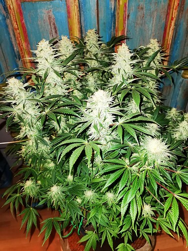 Growreport Bild 5