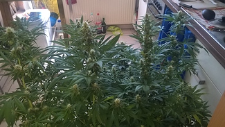 Growreport Bild 4