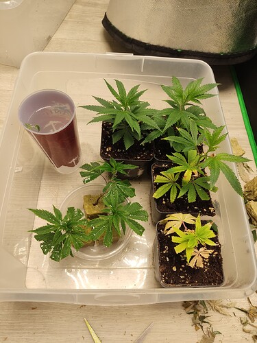 Growreport Bild 5