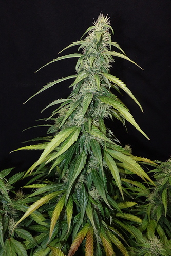 Growreport Bild 9