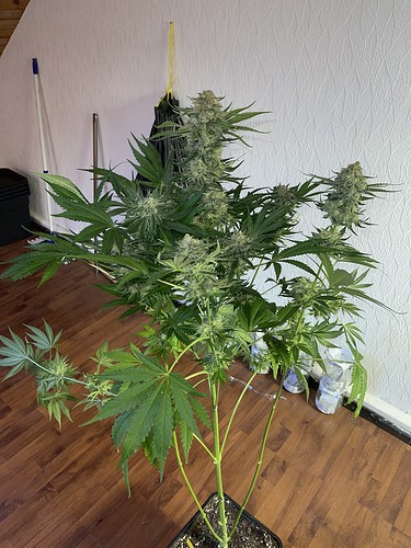 Growreport Bild 15