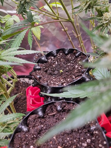 Growreport Bild 30