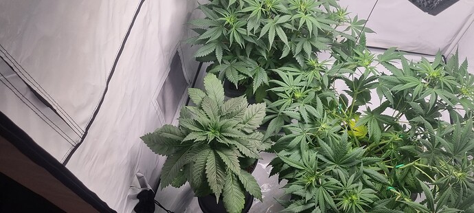 Growreport Bild 3