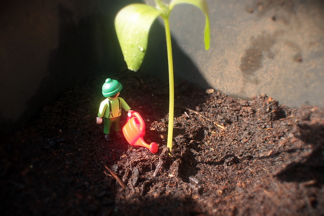 Growreport Bild 4