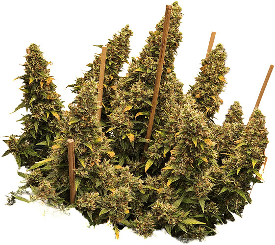 Growreport Bild 4