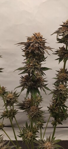 Growreport Bild 10