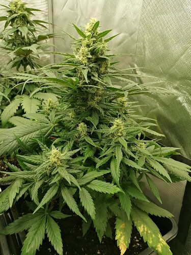 Growreport Bild 13
