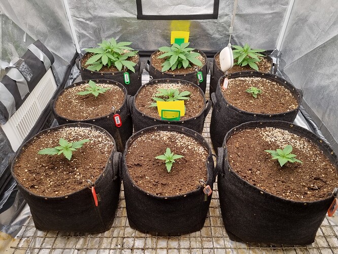Growreport Bild 13