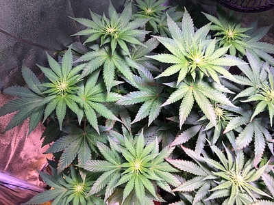 Growreport Bild 14