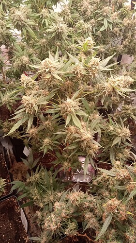 Growreport Bild 37