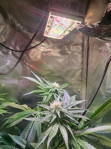 Growreport Bild 6