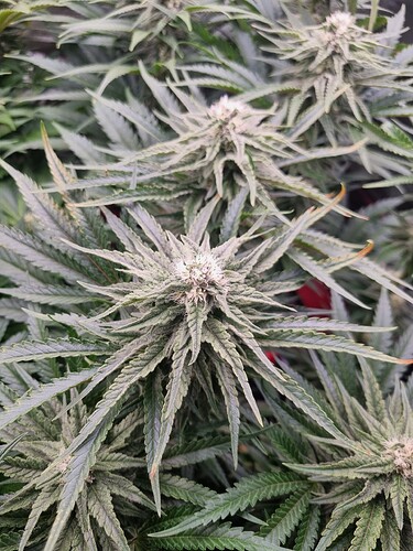 Growreport Bild 32