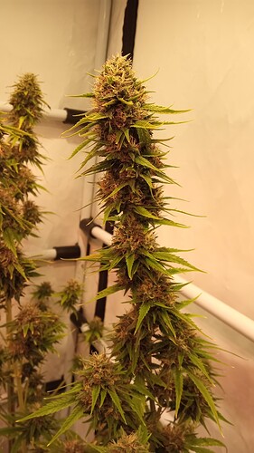 Growreport Bild 36