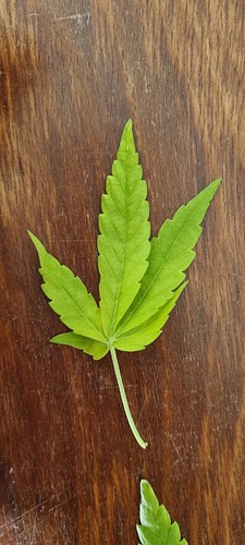 Growreport Bild 15