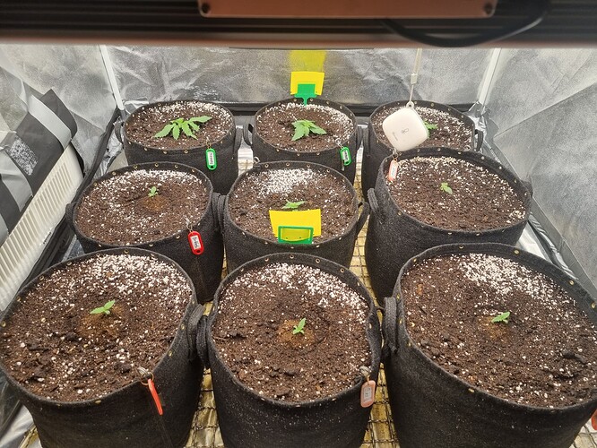 Growreport Bild 37