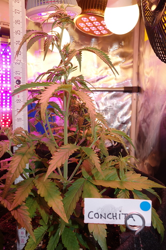 Growreport Bild 19