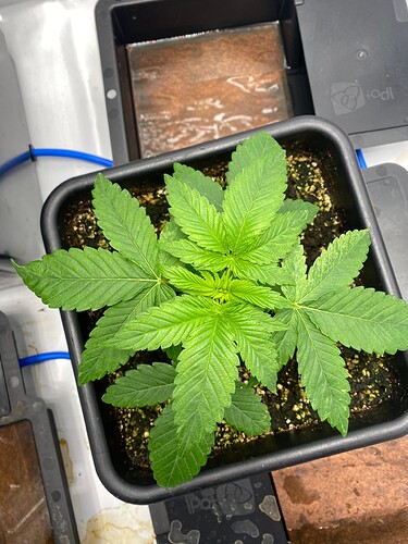 Growreport Bild 15
