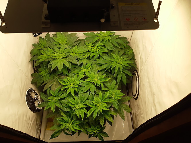 Growreport Bild 4