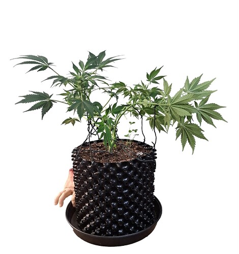 Growreport Bild 4