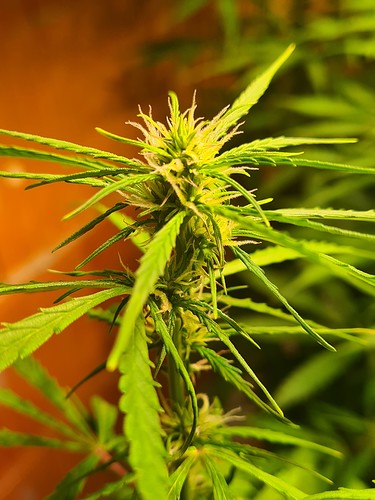 Growreport Bild 1