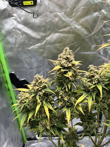 Growreport Bild 25